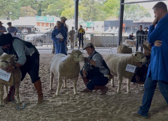 Julgamento de ovinos na 38ª edição da Fenovinos, em Esteio (RS)
