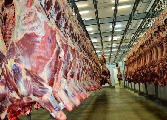 frigorífico, unidade frigorífica, planta, carne bovina, boi