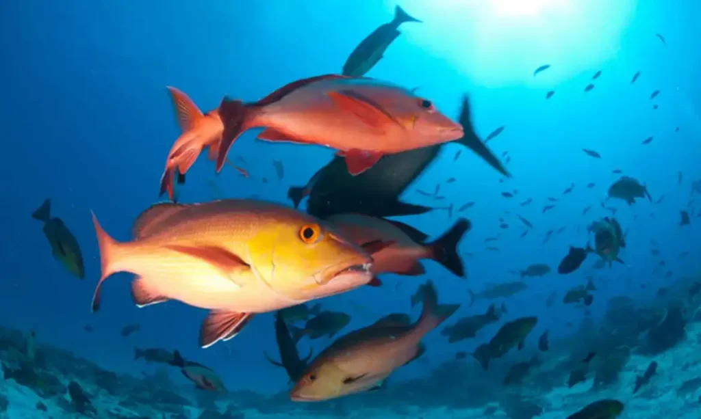 peixes