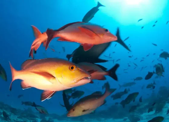 peixes