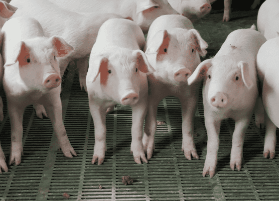 Melhoramento genético garante carne suína de qualidade