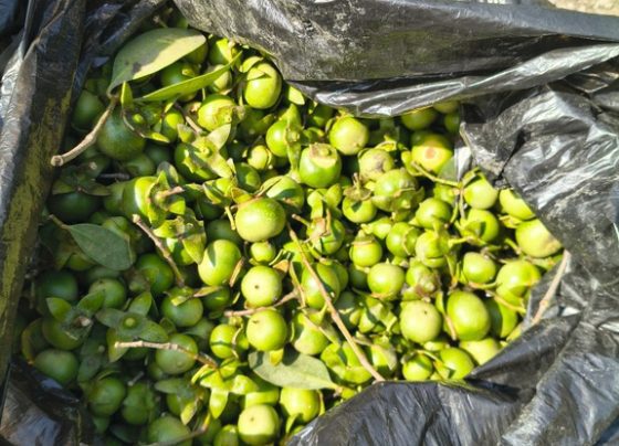 mangue-maçã
