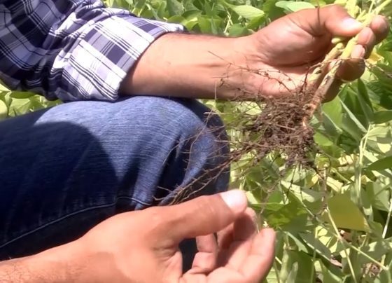 Nematoides Foto Canal Rural Mato Grosso1