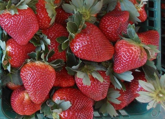 Morango