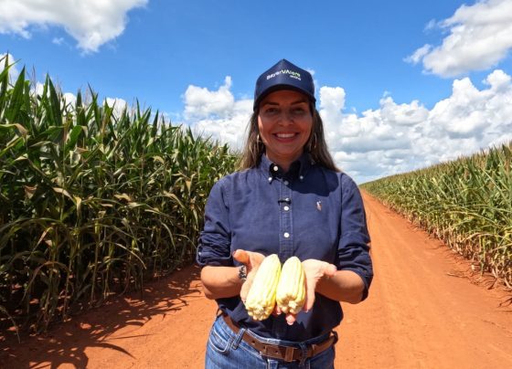 marisa brunetta foto israel baumann canal rural mato grosso direto ao ponto