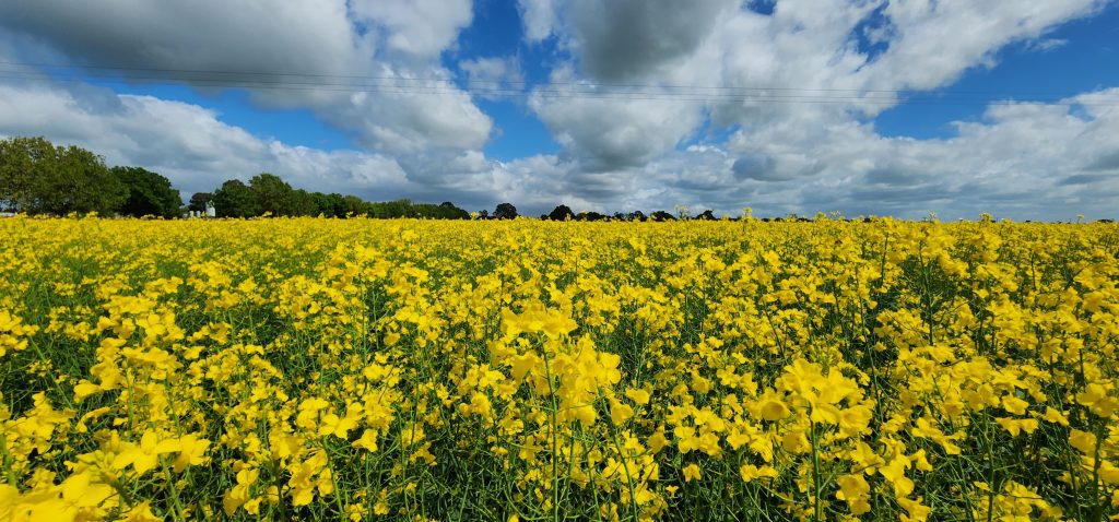 Canola