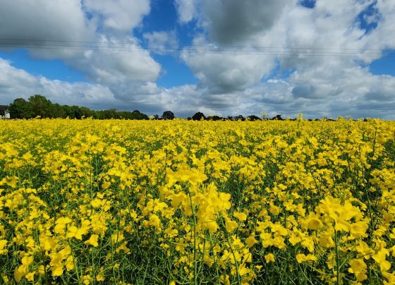Canola