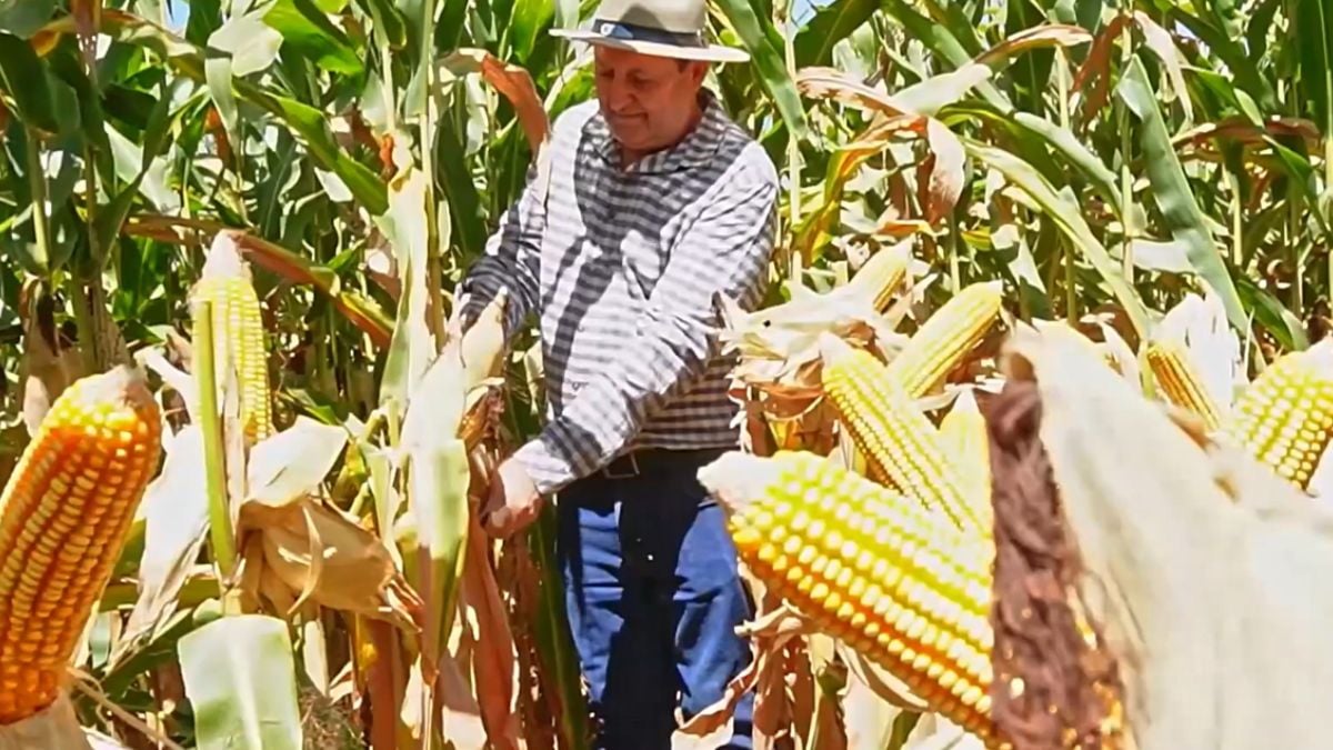 Querência Abertura Colheita Milho foto Pedro Silvestre Canal rural mato grosso