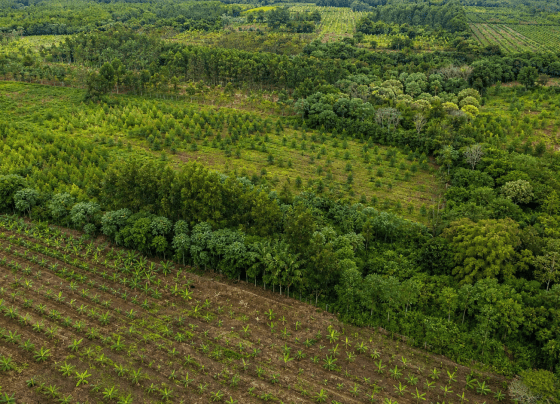 BNDES anuncia R$ 834 milhões do Fundo Clima para reflorestamento