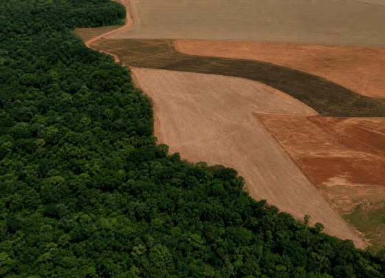 BNDES barra R$ 1,1 bilhão em crédito rural por indícios de desmatamento ilegal