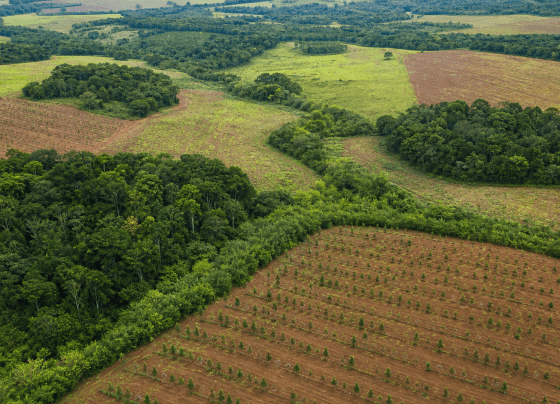 BNDES e iNovaland selecionam 8 projetos para restaurar 388 hectares de Mata Atlântica