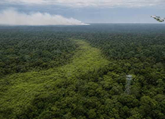 Capobianco cita reforço contra El Niño e redução do desmatamento