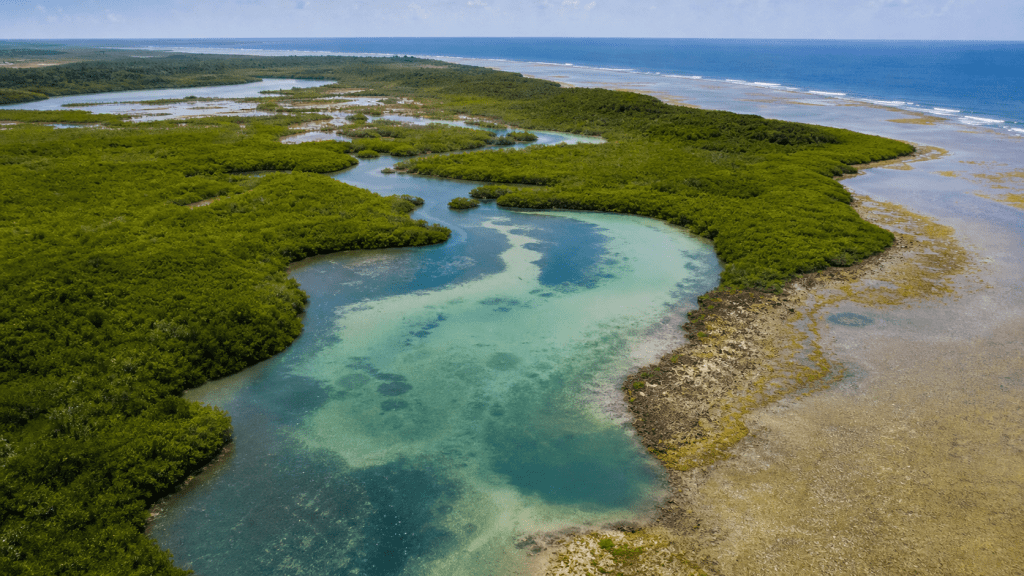 Carbono azul avança no debate climático sobre oceanos e pesca
