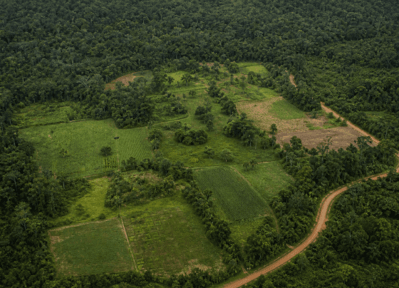Parcerias ampliam renda e reforçam conservação em áreas produtivas da Amazônia