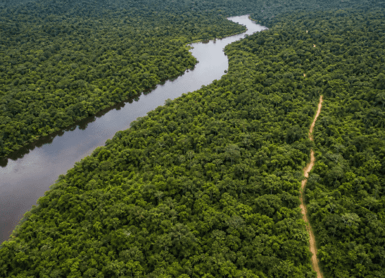 Edital abre concessão florestal de 267 mil hectares na Flona de Balata-Tufari