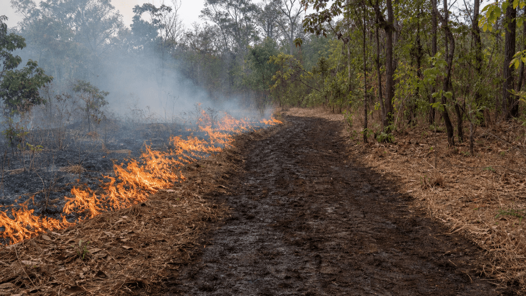 Estudantes da PUC-PR desenvolvem retardante biológico contra incêndios florestais
