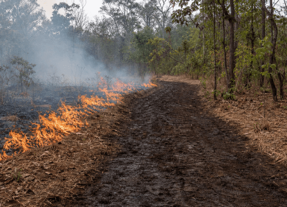 Estudantes da PUC-PR desenvolvem retardante biológico contra incêndios florestais