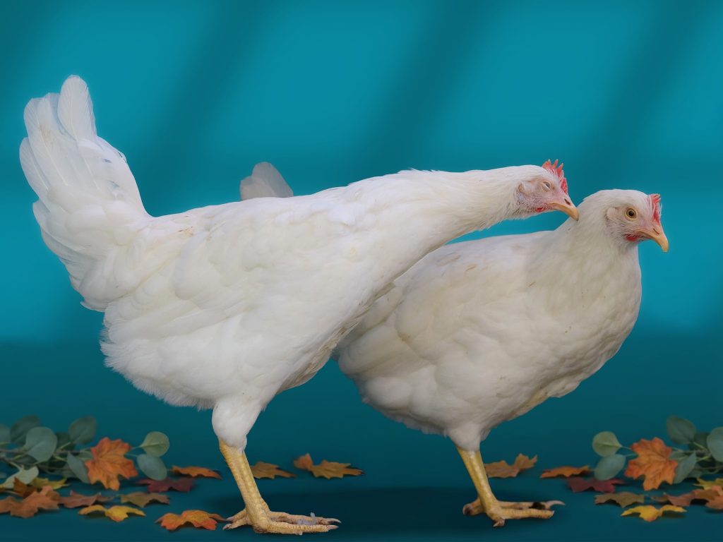 frango de corte