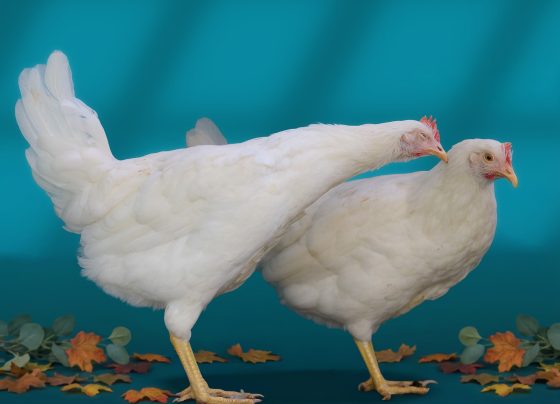 frango de corte