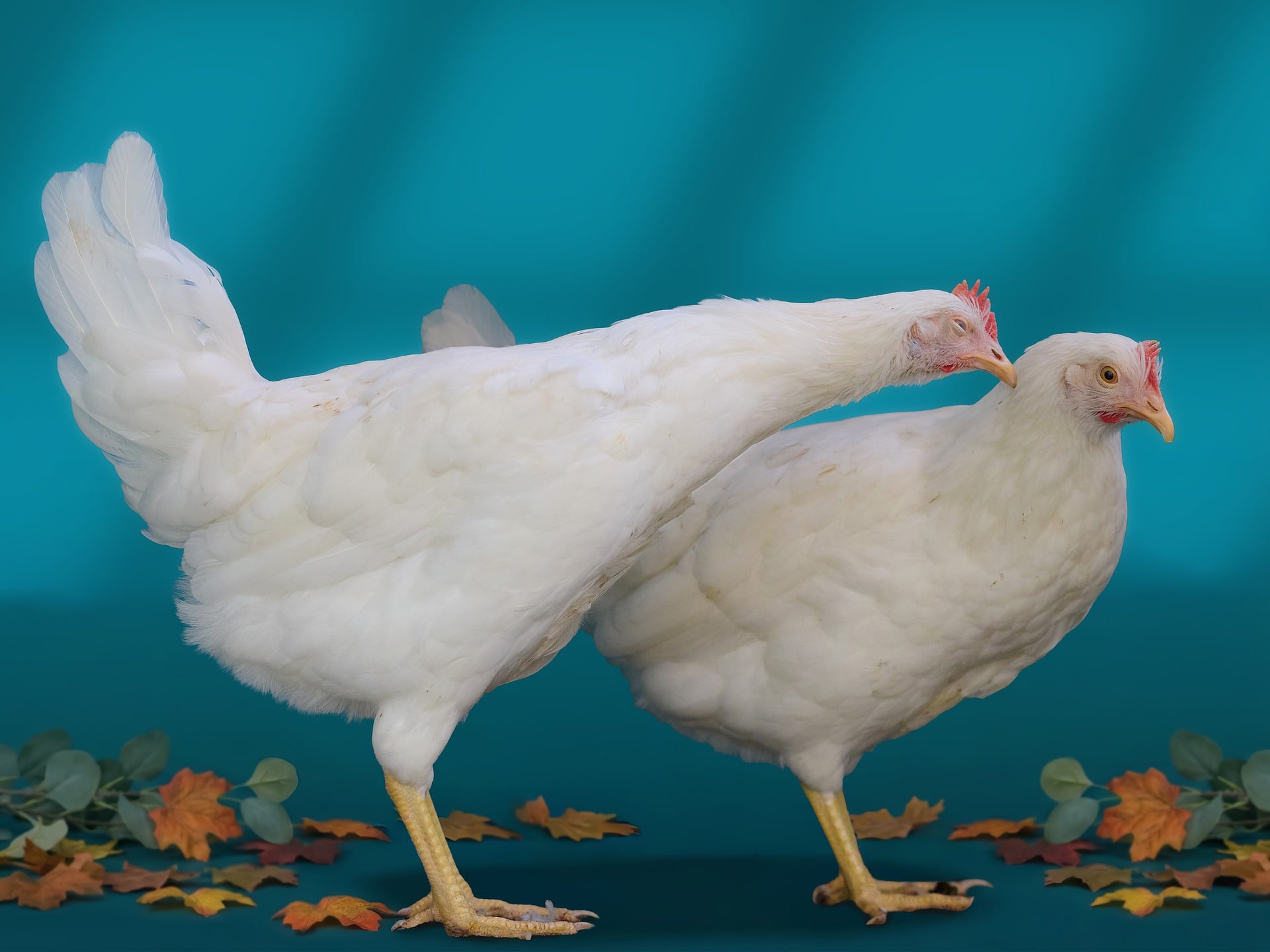 frango de corte