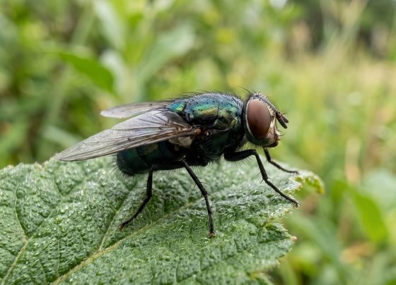 Mosca-da bicheira (Cochliomyia hominivorax), parasita, praga