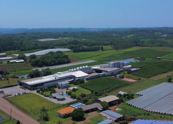 Vinícola gaúcha amplia parcerias na Europa e reforça atuação no mercado brasileiro de vinhos