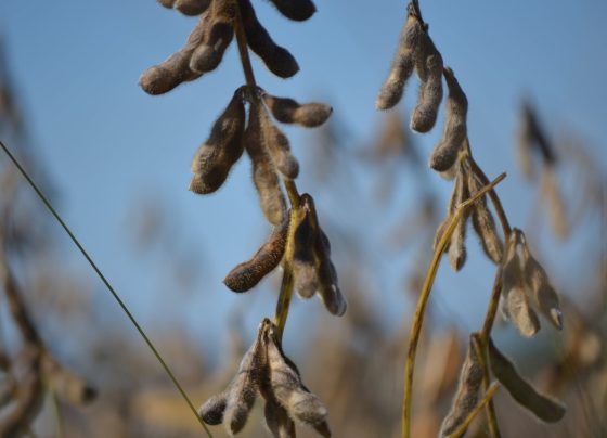soja