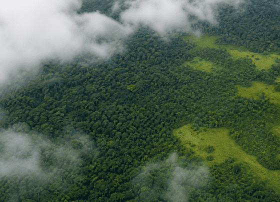 Alertas de desmatamento na Amazônia caem 35% em junho de 2026
