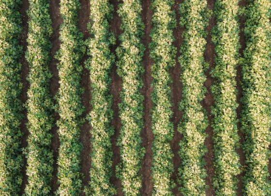 Agricultura regenerativa