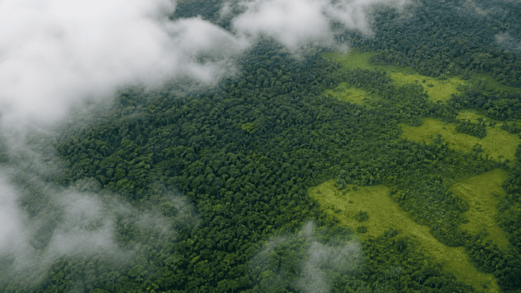 Alertas de desmatamento na Amazônia caem 35% em junho de 2026
