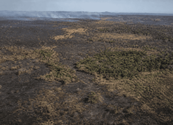 Área queimada no Brasil cai 31% em 2025, aponta MapBiomas