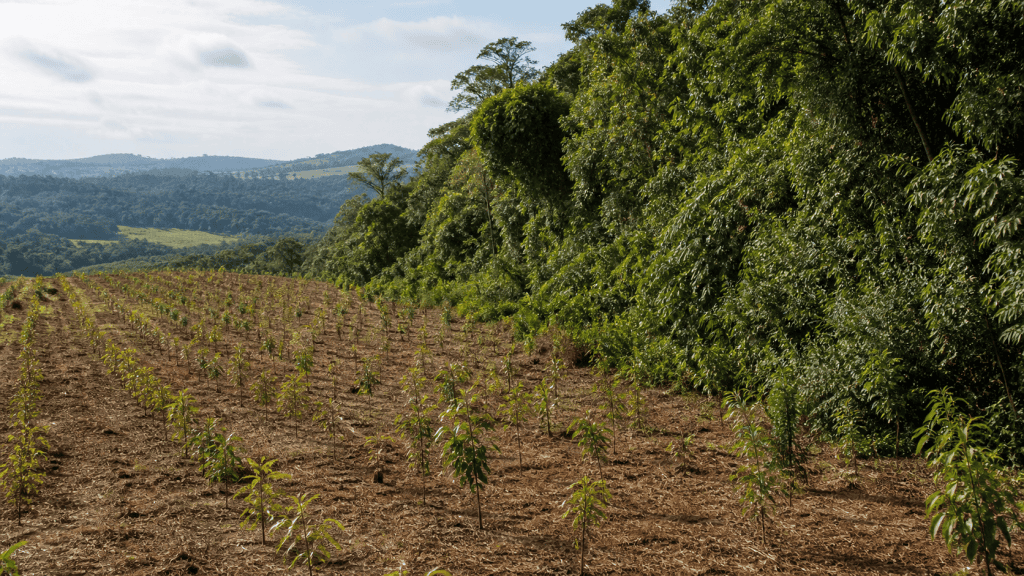 BNDES lança nova etapa do ProFloresta+ e busca mobilizar até R$ 6 bilhões