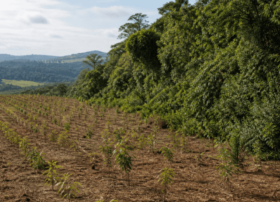 BNDES lança nova etapa do ProFloresta+ e busca mobilizar até R$ 6 bilhões