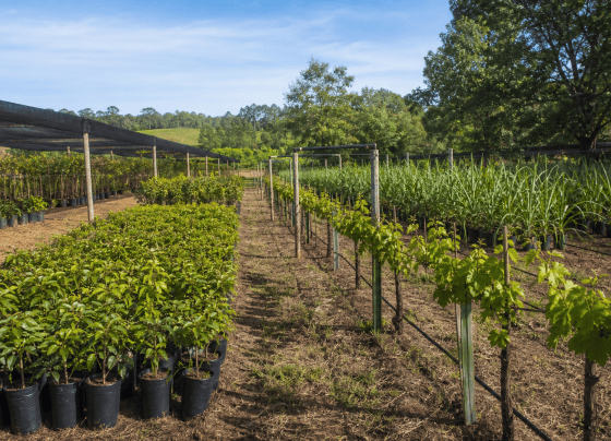 Câmara aprova projeto que amplia proteção de cultivares para até 25 anos