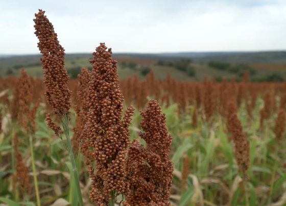 sorgo canal rural mato grosso 2