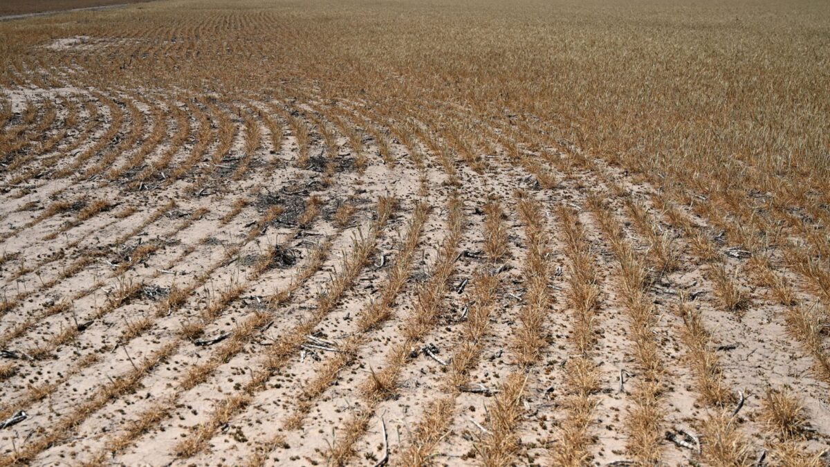 Corte na Estimativa de Produção de Trigo nos EUA Fica Abaixo das Projeções