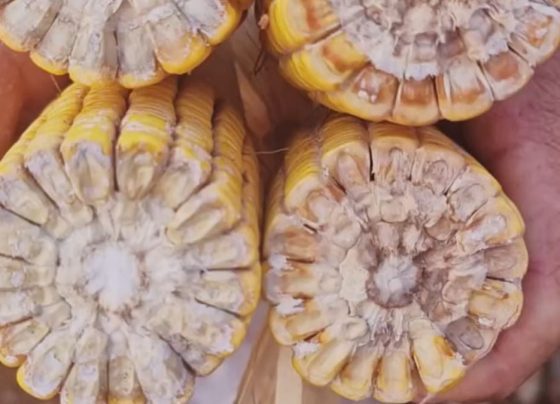 podridão salmão da espiga de milho foto Wanderlei Dias Guerra aprosoja mato grosso