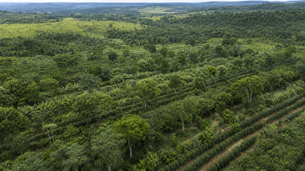 Política para sistemas agroflorestais avança em comissão da Câmara