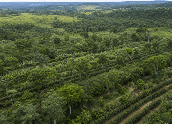 Política para sistemas agroflorestais avança em comissão da Câmara