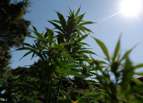 Com US$ 24 milhões, Canadá Cria Consórcio Para Estudar Cannabis e Saúde Cerebral