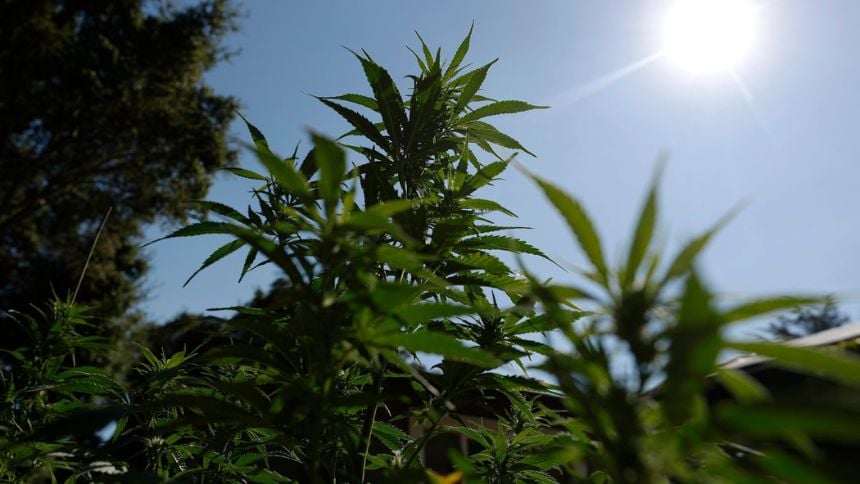 Com US$ 24 milhões, Canadá Cria Consórcio Para Estudar Cannabis e Saúde Cerebral