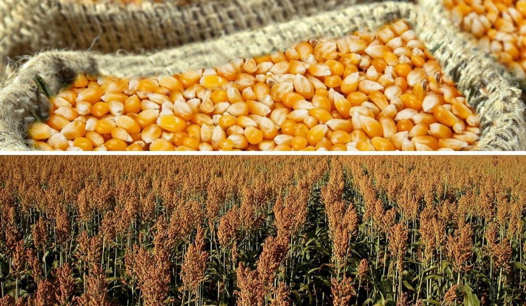 milho e sorgo