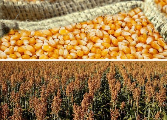 milho e sorgo