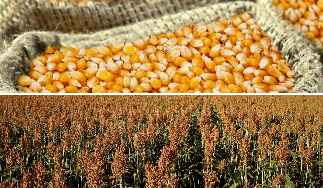 milho e sorgo