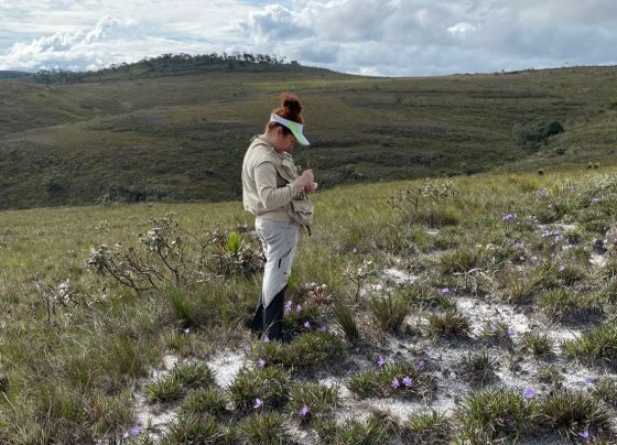 Pesquisadora do CBioClima coleta Vellozia nos campos rupestres
