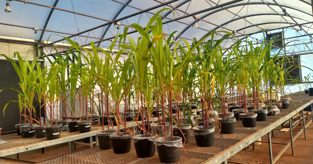 Fertilizante mineral com aditivo biológico melhora altura, enxofre e fósforo de cultivos