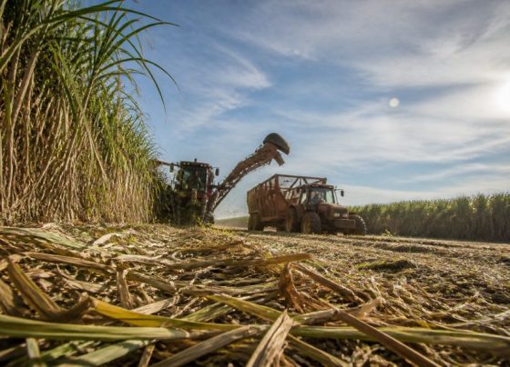 Conab estima produção de cana-de-açúcar em 705,2 milhões de toneladas na safra 2026/27