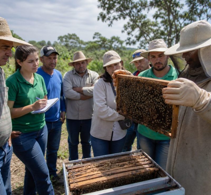 Curso gratuito ensina como proteger abelhas no uso de defensivos