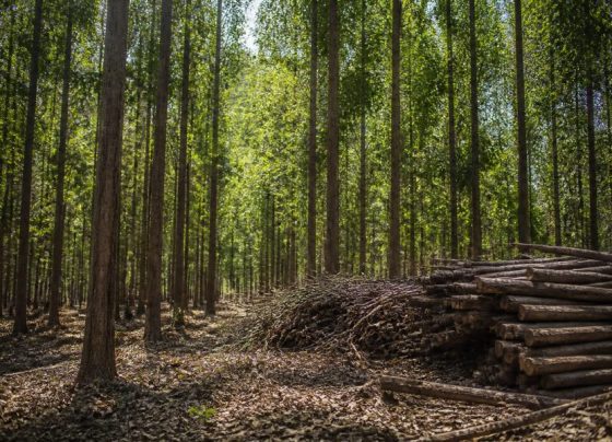 Demanda por biomassa impulsiona debate sobre produtividade de árvores em MT