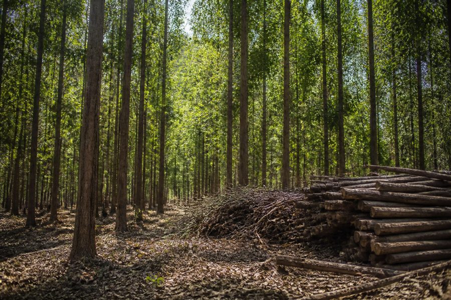 Debate sobre Produtividade de Árvores em MT Aumenta com Demanda de Biomassa